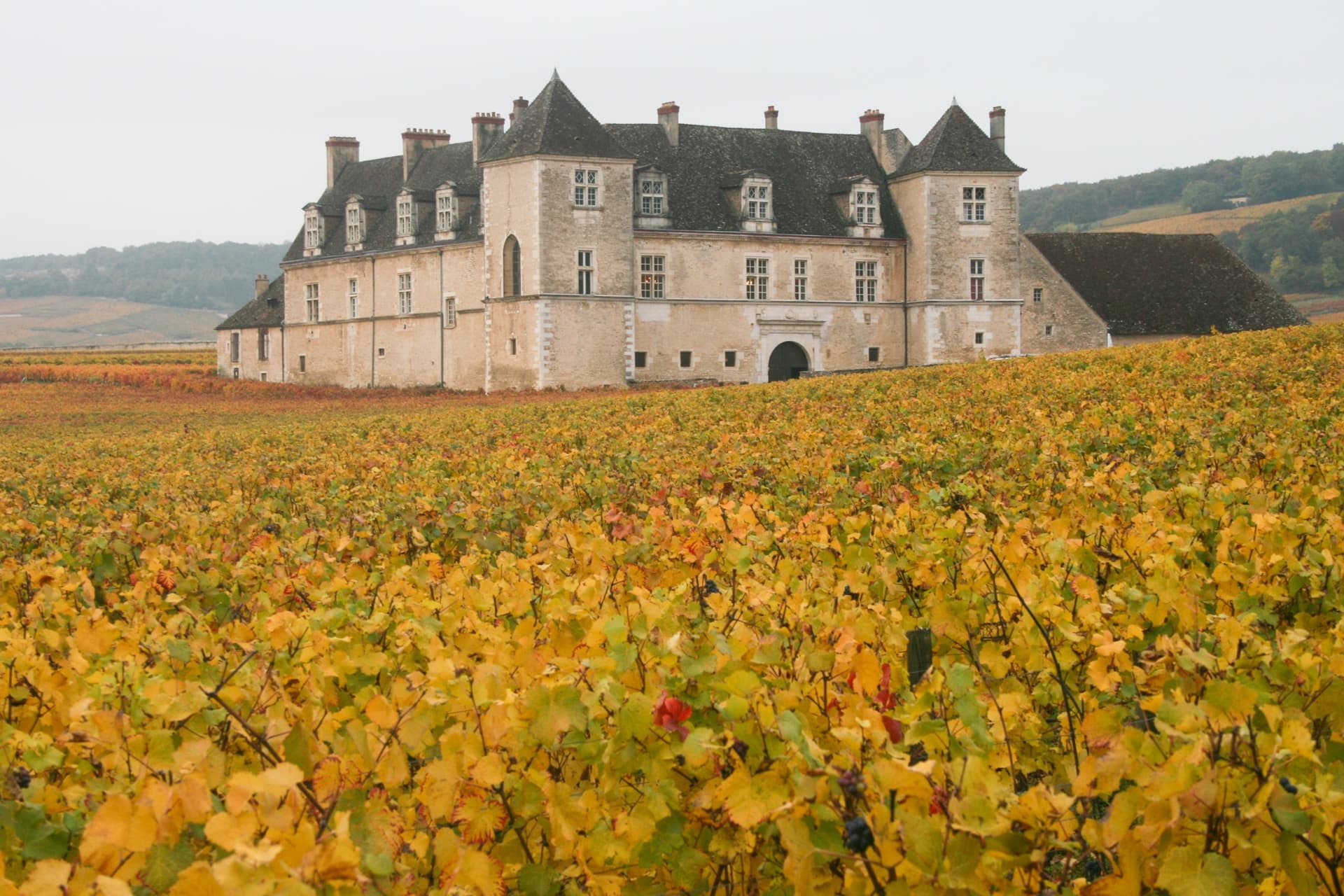 Randonnée au cœur des grands crus
