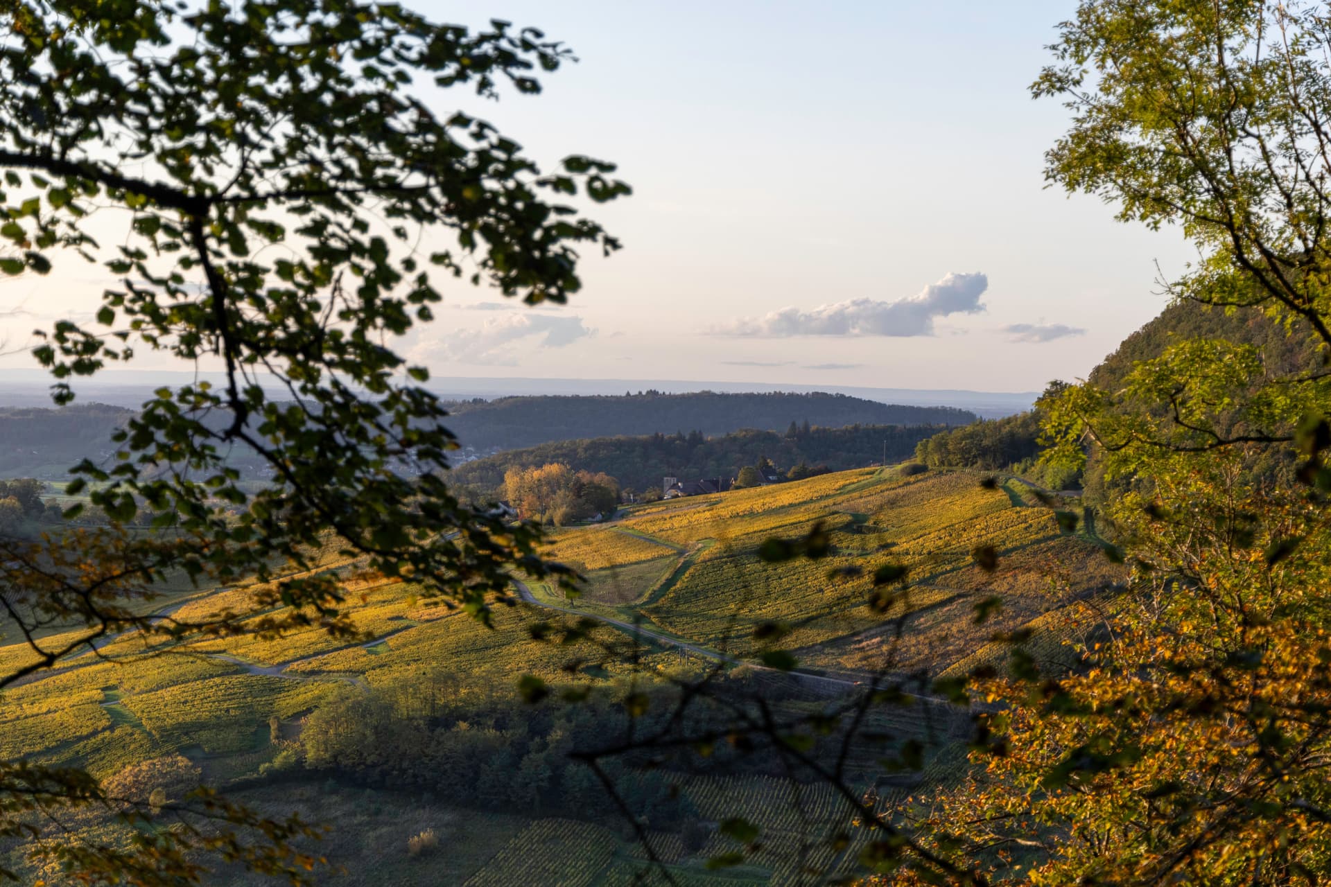 Premiers pas dans les vignobles du Jura et installation au château